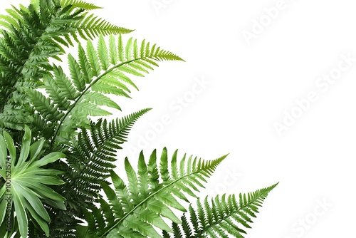 Lush green fern leaves isolated on white background.