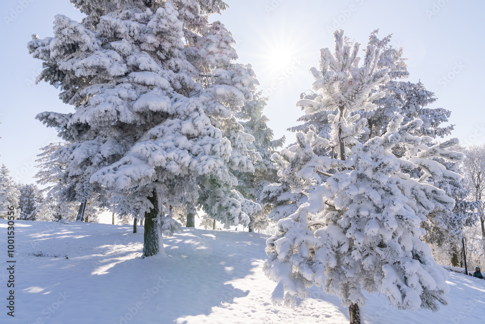 Snow covered trees. Winter forest. Snow covered trees. Winter forest.