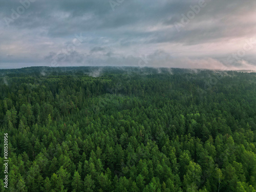 Green foggy landscape of northern coniferous forest near the seashore - aerial view from drone