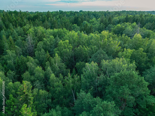  Green landscape of northern coniferous forest - aerial view from drone