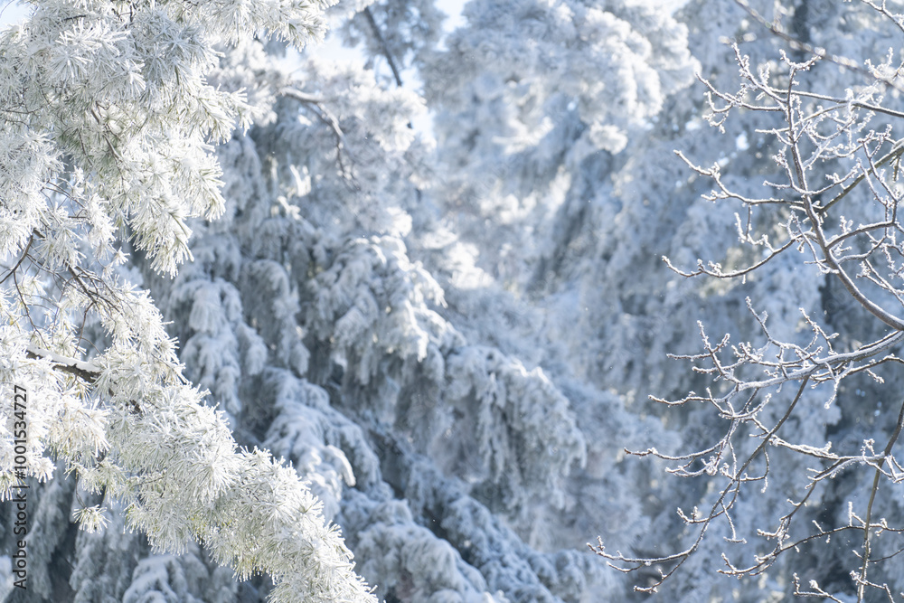 Snow covered trees. Winter forest. Snow covered trees. Winter forest.