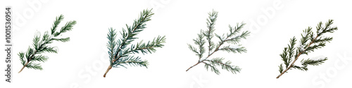Winterberry Branches