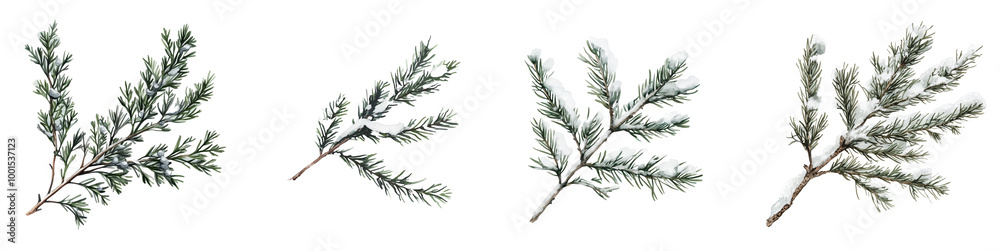 Winter Boughs Winter Boughs