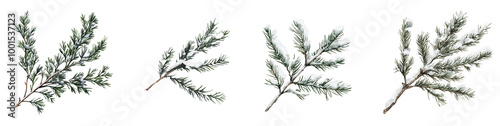 Winter Boughs