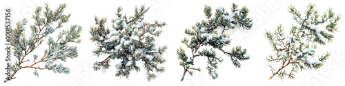 Frosted Evergreen