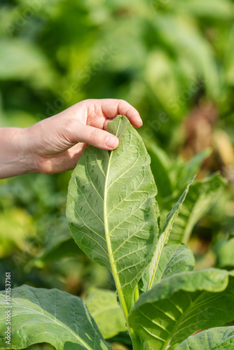 Farmer holds the leaf of tabacco on the field