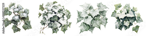Ivy Vine with Snow