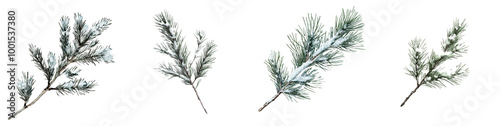 Evergreen Branches