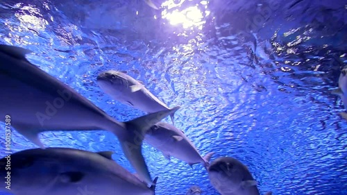 School of fish ocean
