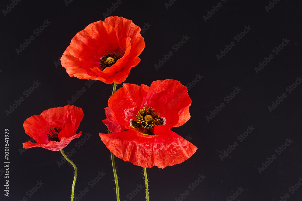 Obraz premium Remembrance Day greeting card. Beautiful red poppies flowers on black background. Lest we forget