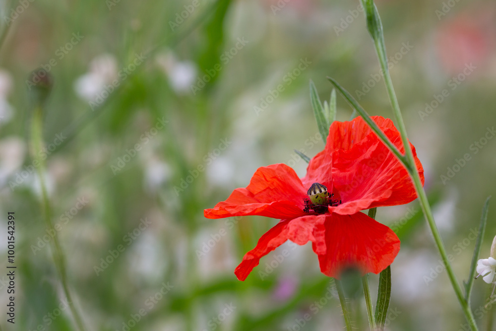 Fototapeta premium Nahaufnahme einer geöffneten roten Klatschmohnblüte in einer bunten Wiese im Hintergrund.