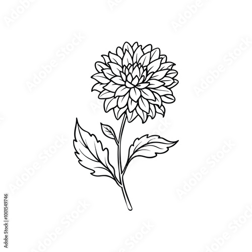 Chrysanthemum Outline on White Background