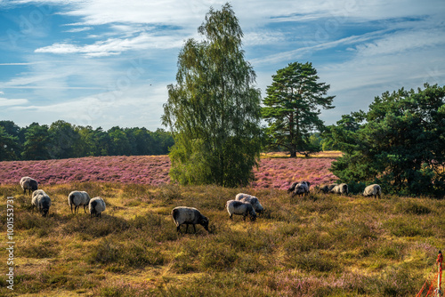 Westruper Heide blüht August 2024