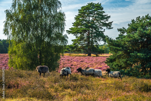 Westruper Heide blüht August 2024