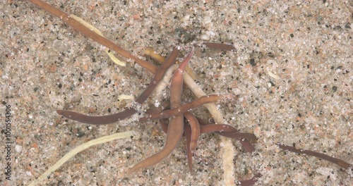 Colony of different Nemertea worms: Amphiporus lactifloreus, Lineus ruber, Lineus viridis. Predators, live in the littoral under stones. White Sea photo