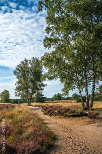 Westruper Heide blüht August 2024 photo