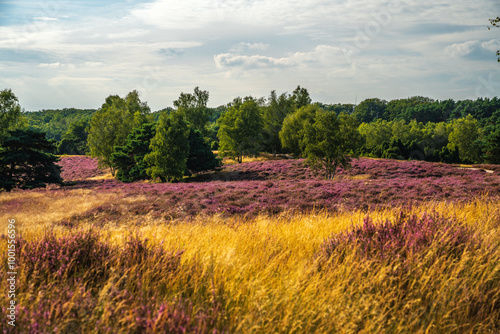 Westruper Heide blüht August 2024 photo