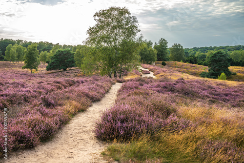 Westruper Heide blüht August 2024