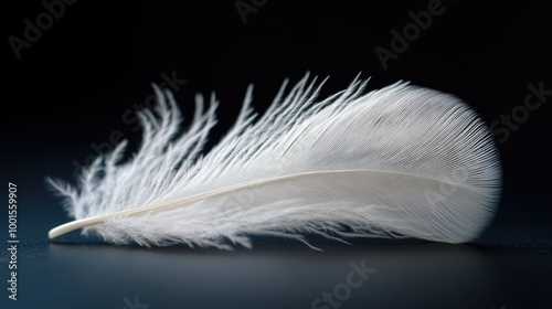 Close-up of a white feather on a dark surface, highlighting its intricate barbs and delicate nature