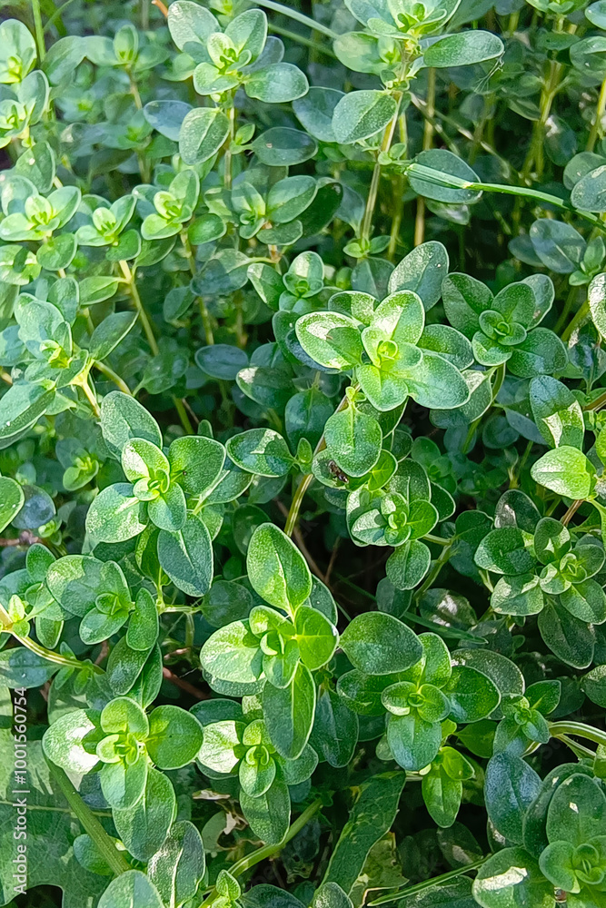 Cuban Oregano or Vicks Plant, camphor eucalyptus scented, close up. Plectranthus hadiensis var. Tomentosa is a soft little succulent, perennial ground cover plant of the family Lamiaceae. Cuban Oregano or Vicks Plant, camphor eucalyptus scented, close up. Plectranthus hadiensis var. Tomentosa is a soft little succulent, perennial ground cover plant of the family Lamiaceae.