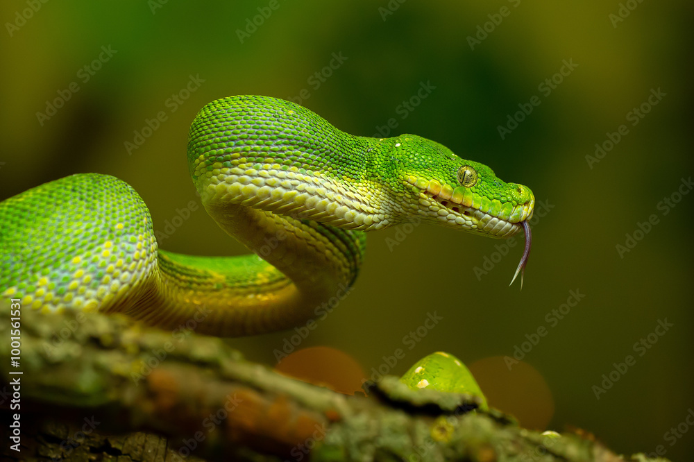 Striking Green Tree Python Coiled on Branch with with your tongue hanging out Striking Green Tree Python Coiled on Branch with with your tongue hanging out