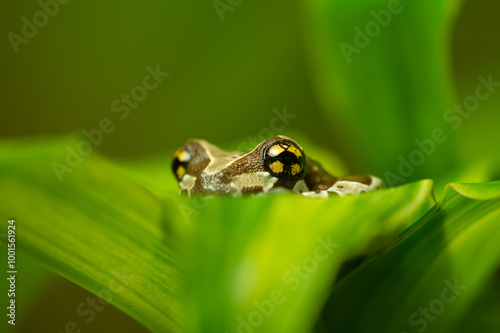 Mission golden-eyed tree frog hiddin in the leaves in her natural jungle habitat photo