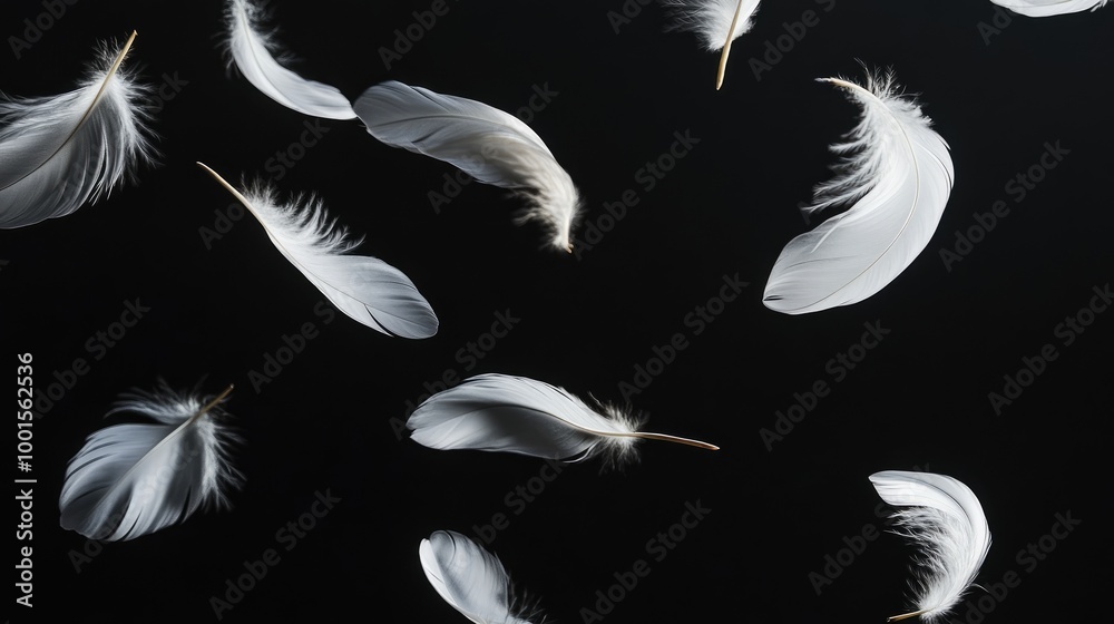 Obraz premium Artistic arrangement of white feathers floating gently against a dark black background