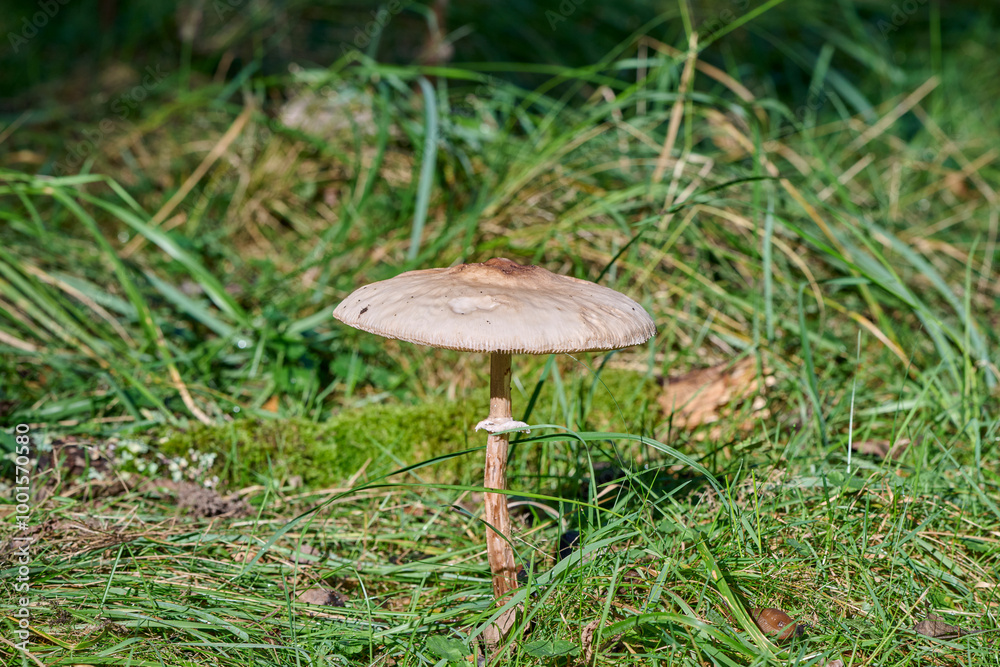 beautiful mushroom in the morning sun among the grass beautiful mushroom in the morning sun among the grass