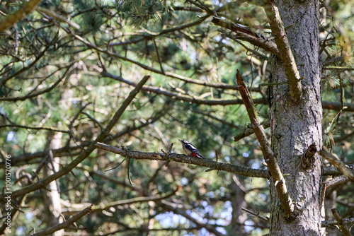 Great spotted woodpecker in the tree with green tones background