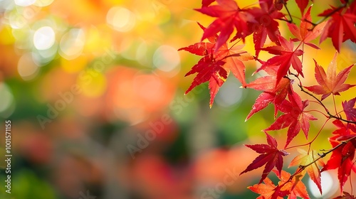 red maple leaves in the garden with copy space for text, natural colorful background