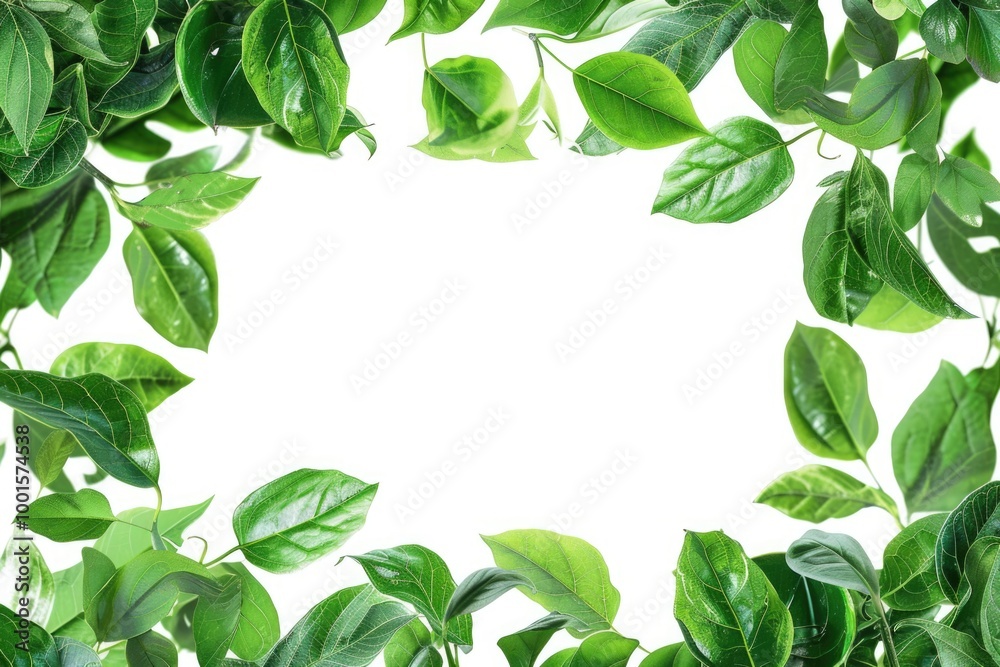 A frame made of green leaves on a white background A frame made of green leaves on a white background