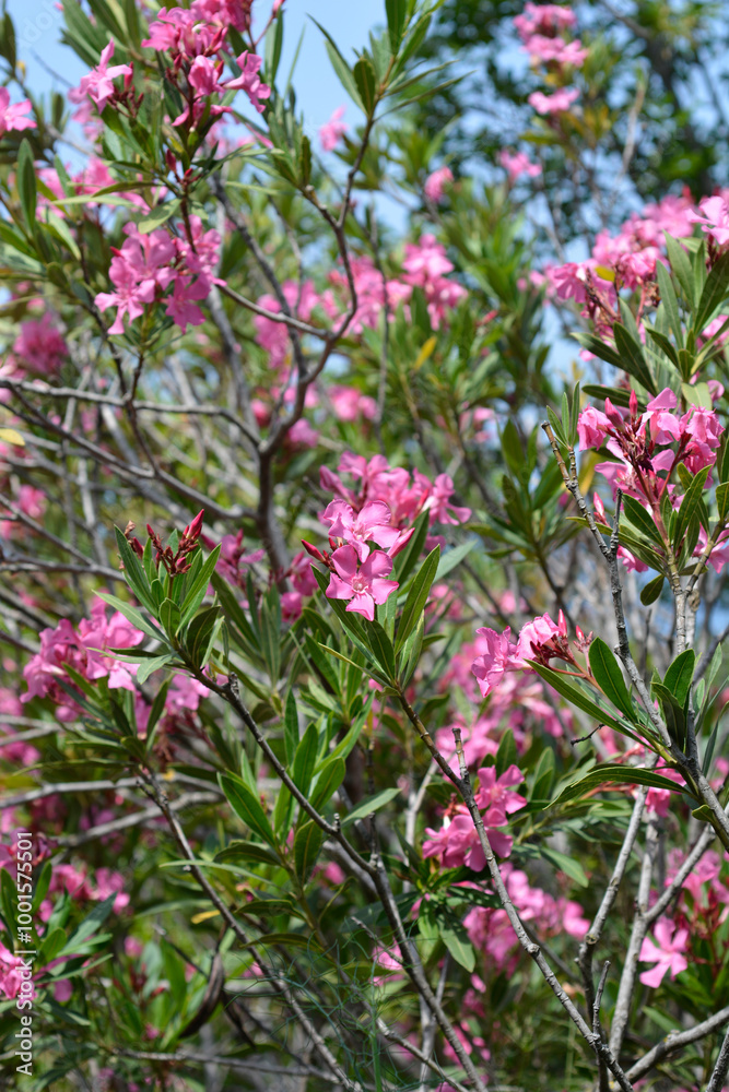 Common oleander branches with flowers Common oleander branches with flowers