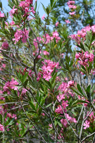 Common oleander branches with flowers