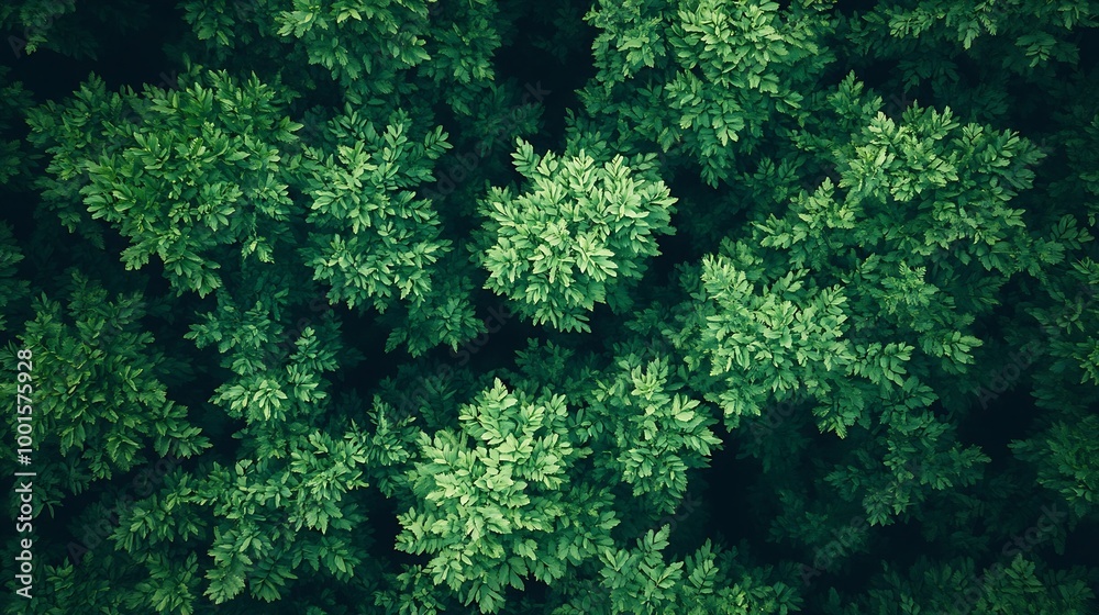 Aerial top view forest tree Rainforest ecosystem and healthy environment concept and background Texture of green tree forest view from above : Generative AI Aerial top view forest tree Rainforest ecosystem and healthy environment concept and background Texture of green tree forest view from above : Generative AI
