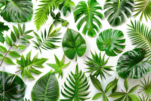 A close-up shot of green leaves arranged on a white background #1001577154