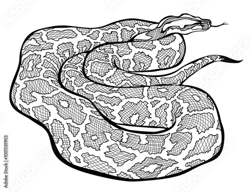 Illustration of boa snake. Black and white page for coloring book. Wildlife animals. Isolated drawing for encyclopedia. Print for fabric, fashion, decoration, embroidery, wallpaper. Hand drawn vector