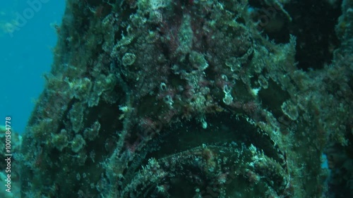 Close-up of a toadfish’s mouth, showcasing its rough texture. This venomous predator blends into its surroundings. Check my portfolio for more toadfish footage. photo