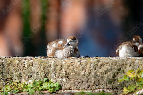 Eine junge Gans auf einer Mauer photo