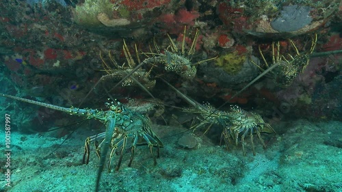 Wide shot of several spiny lobsters (Panulirus) in front of a reef, displaying their antennae as they gather near the coral. Check the gallery for similar footage. photo