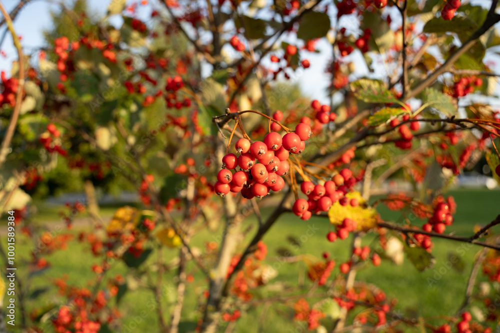 yellowish-pink berries on a background of green leaves yellowish-pink berries on a background of green leaves