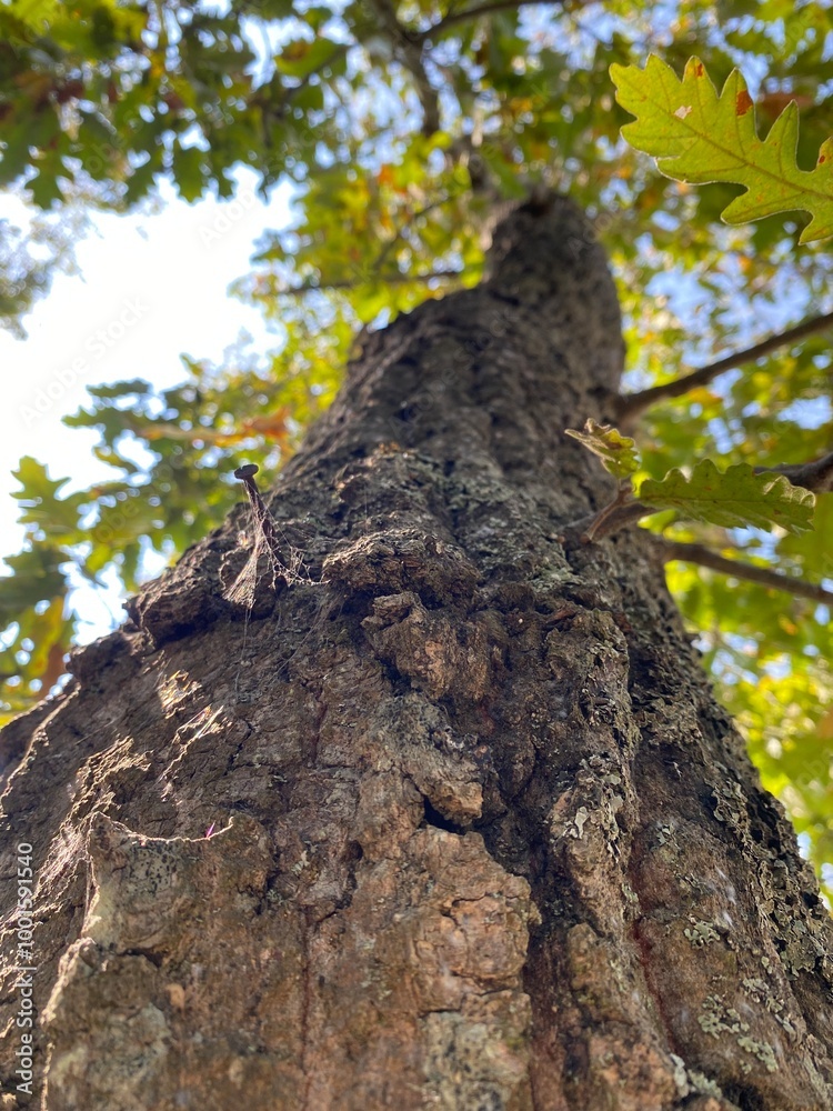 trunk of a tree trunk of a tree