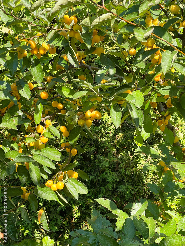 Harvest in the garden. Small yellow apples for dessert, preparations for the winter. Organic product. Harvest in the garden. Small yellow apples for dessert, preparations for the winter. Organic product.