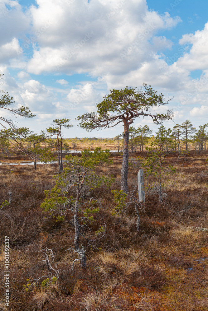 Fototapeta premium Swampland with lakes, European wilderness, small pine trees over the bog greenery, sunny summer day. Estonia.