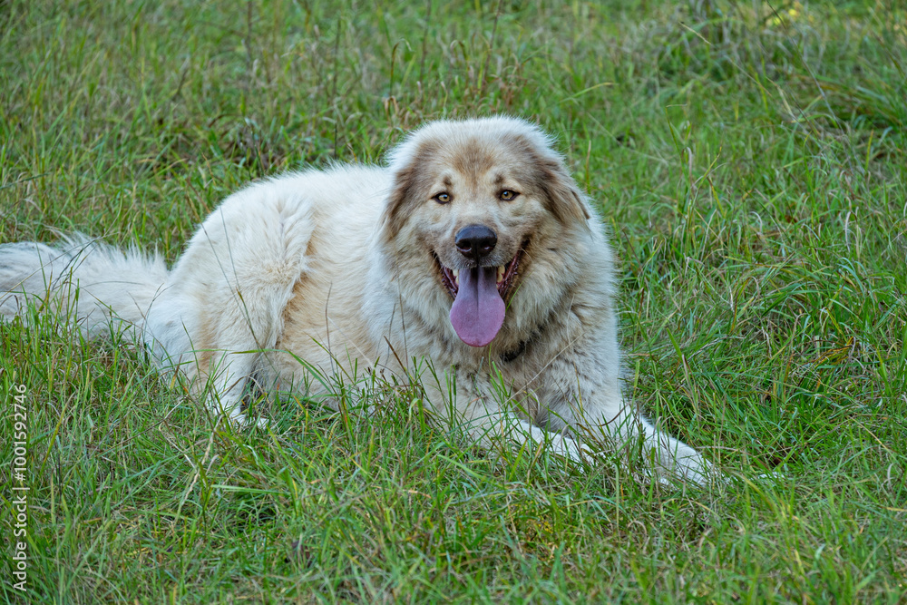 beautiful big herding dog on a meadow beautiful big herding dog on a meadow
