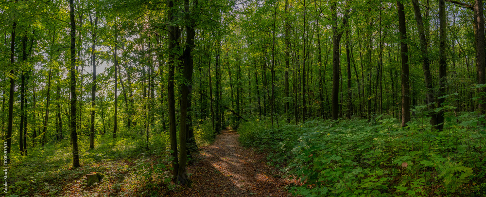 Fototapeta premium HDR panorama of the forest. Beautiful green nature shot. Concept for environment and ecology.