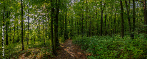 HDR panorama of the forest. Beautiful green nature shot. Concept for environment and ecology.