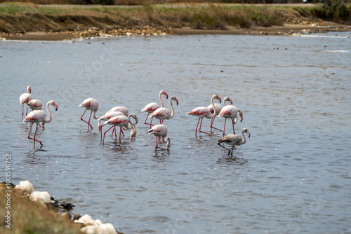 27.09.2024: Flamingos in den Seen des  Regionaler Naturpark Camargue, Provence-Alpes-Côte d’Azur, Frankreich photo