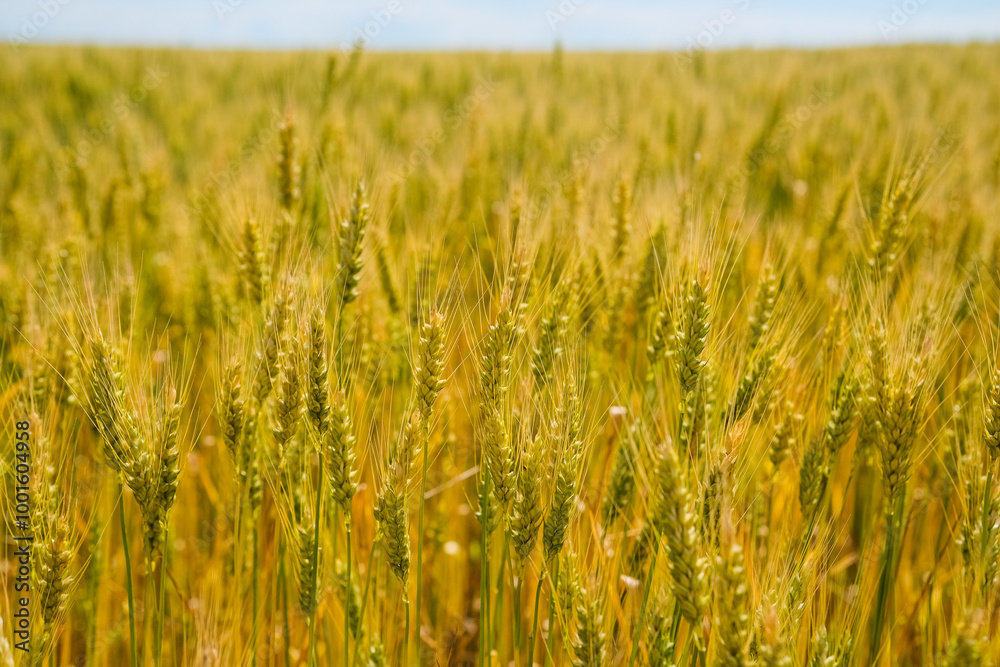 Wheat Field. Ears of wheat close up Wheat Field. Ears of wheat close up