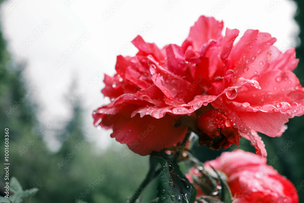 Macro shot of a red rose with water droplets on its petals, showcasing the vibrant color, texture, and delicate details of the flower. The freshness of the rose is emphasized by the raindrops Macro shot of a red rose with water droplets on its petals, showcasing the vibrant color, texture, and delicate details of the flower. The freshness of the rose is emphasized by the raindrops