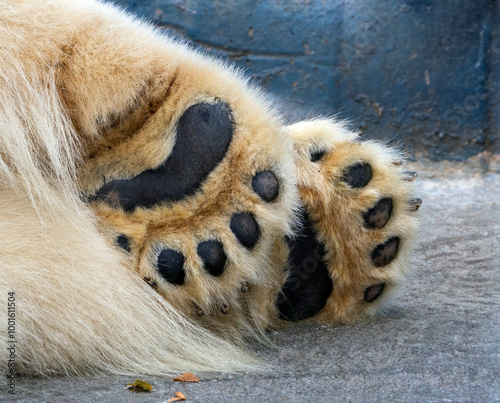 Large furry front paws of a polar bear. The soles of the animal's feet close-up. The polar bear is sleeping, its paws are on the ground.